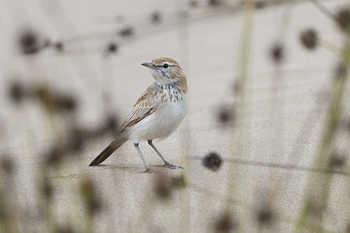 Dune lark